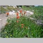 Indian Paintbrush on trail between Hungry Packer trail turnoff and Midnight Lake