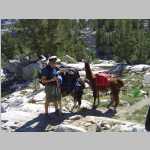 llamas and handler Hungry Packer/Midnight Lakes trail fork above Dingleberry Lake