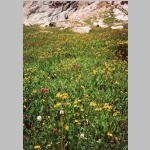 Alpine flowers on Mt Eolus trail