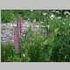 <i>Pendicularis groenlandica</i> (aka elephanthead lousewort) 