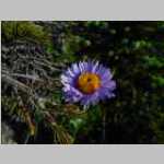 BEST color capture of Mountain Aster
