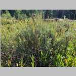 <i>Artemisia cana</i> Pursh var. viscidula (Osterh.) Beetle (Asteraceae) "Hoary Sagebrush" "Silver Sage"