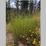 <i>Thinopyrum intermedium</i> (Host) Barkworth & D.R. Dewey (Poaceae) "Intermediate Wheatgrass"