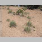 Probably <i> Yucca angustissima</i> - Narrowleaf Yucca; Fineleaf Yucca