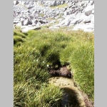 More grassy tundra at same rest spot  