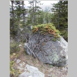 Wall tree near Lake Helen on return to camp