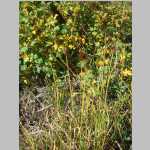 an attempt to photograph <i>Carex</i> sp. - <i>Ribes</i> sp. (Current) in the background; 