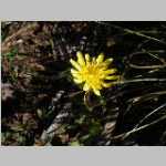Wild dandelion relative - Ted's index will provide the scientific name