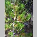 hiking the Pinto Park Trail, bark beetle-infested pines