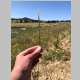 <i>Nasella viridula</i> (Trin.) Barkworth (Poaceae) "Green Needlegrass" - found on north side of South Fork Lake