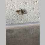 Urinal moth