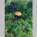 mushroom near Francis Lake.