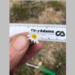 <i>Erigeron engelmannii</i> A. Nelson (Asteraceae) "Engelmann's Daisy"