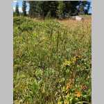 <i>Koeleria macrantha</i> (Ledeb.) Schult. (Poaceae) "Junegrass" "Prairie Junegrass" collected near Mirror Lake Camp
